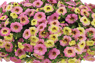Pink thumb0.png